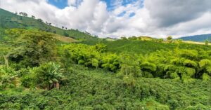 Colombian mountainous region with green foliage