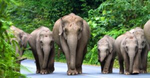 Elephants walking on road through Thai Jungle